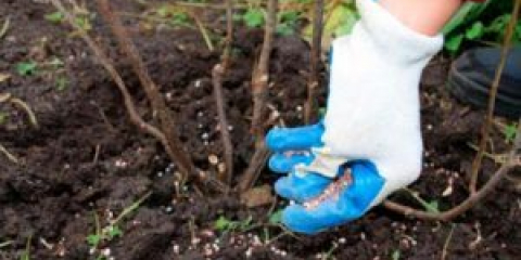 Как да храним малини през есента след резитба